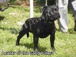 Ch Leader of the Gang Pullera