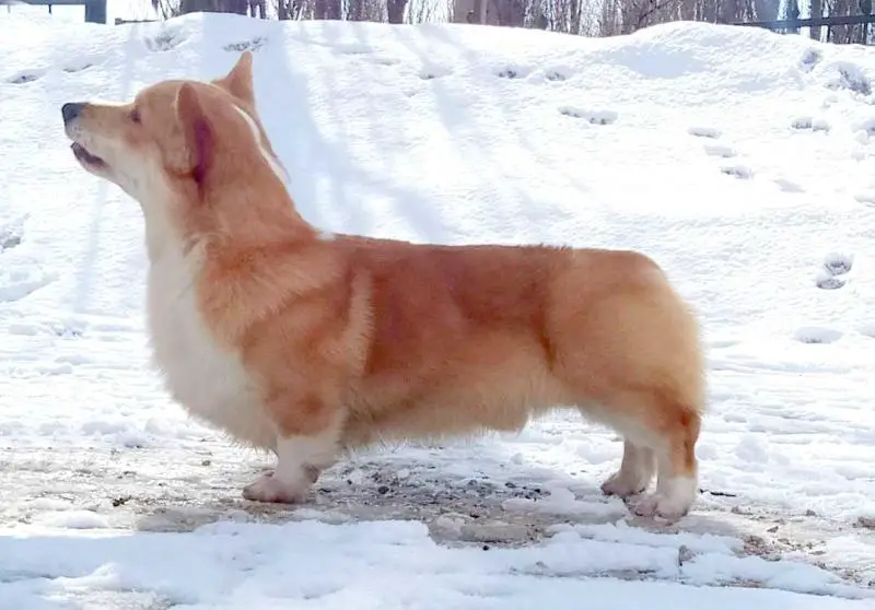 LAIF SPRING WILLIAM HAPINESS