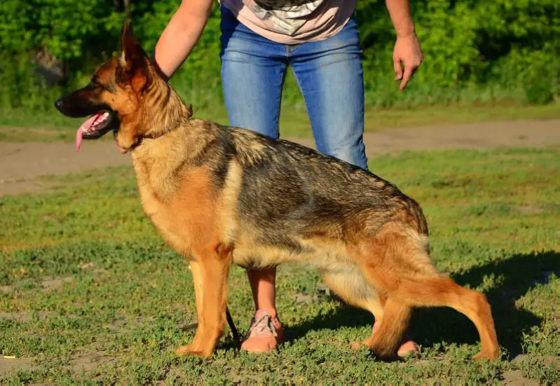 Fanhil Haus Nightiry