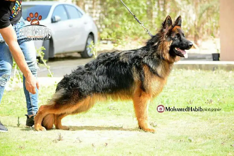 Puppy class male long coat  Egypt sieger show4 2018 (16 / 3 Leo paws in shows