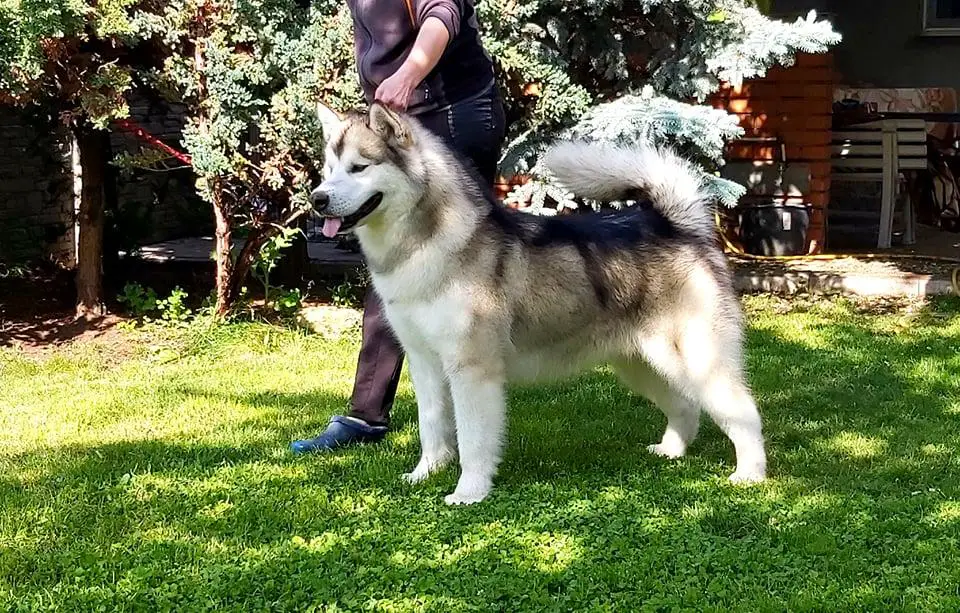 INT CH, EW 2021, CH GER, POL, UKR, LITH, CZE, HUN, SLO, BEL DNEPR UA VASILYEV OSTROV