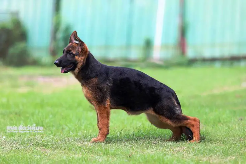 Elfa vom Branch Mark