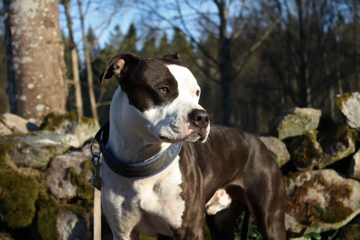 Exelent JUNKK: 3 Painted Ladie's Earth Boy aka Lotus