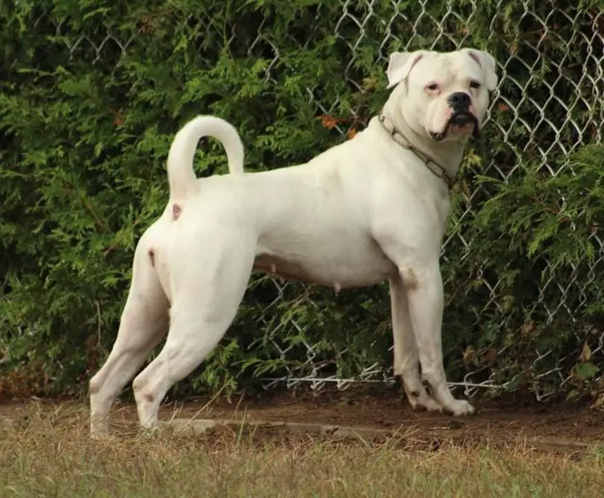 FaithFullBull's Cera