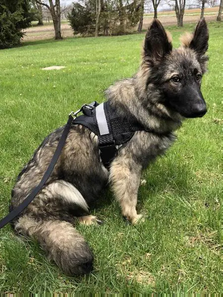 Remy Von Der Alsarafa