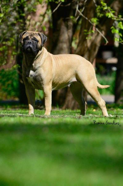 JYF Bulls Argentina Amazing Grace