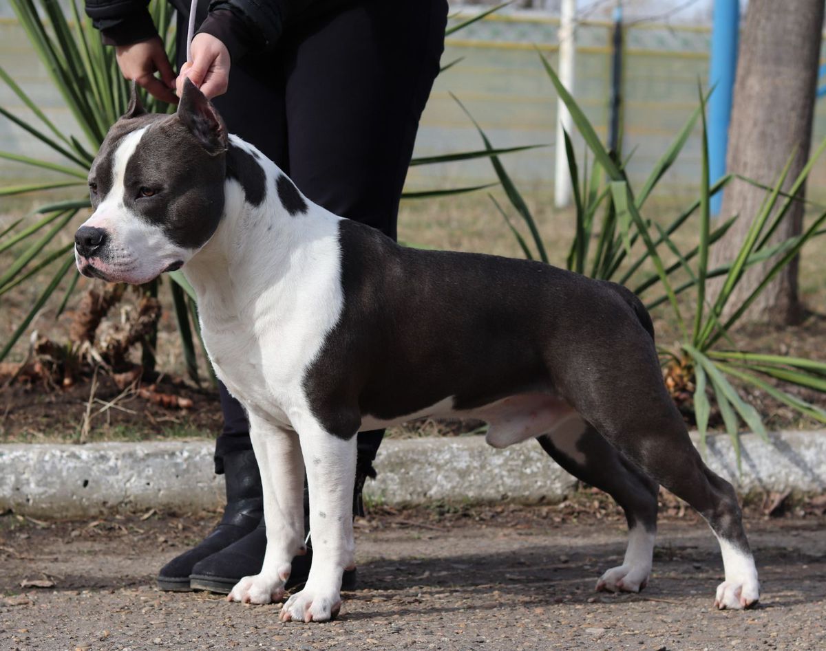 JCH RUS,JCH RKF,CH RUS,CH RKF,CH NKP, Grand CH RUS Anzheda's Pride Sherlock Holmes