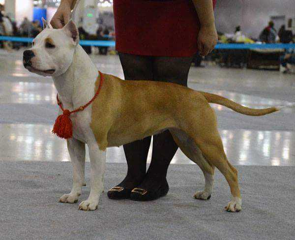 JCH RUS, CH RUS, CH RKF, CACIB Anzheda's Pride Andrea Sevange