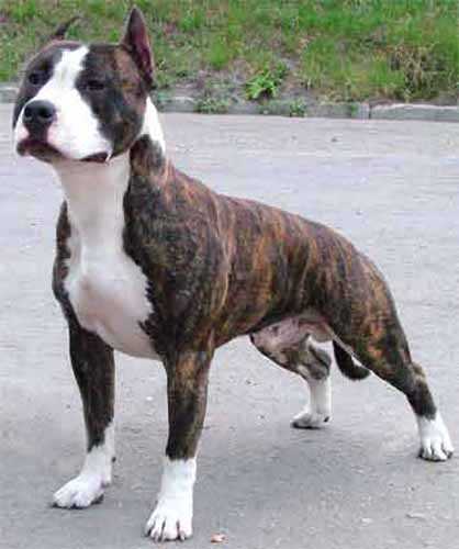 JCH,CH RUS Aller Best Vanhelsing