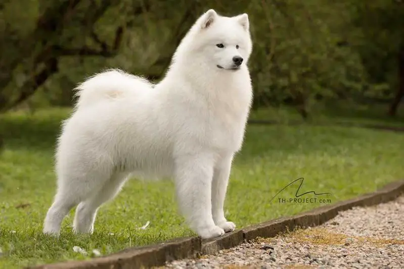 Mult BIS BISS GR CH PAN GR CH BR -AMERICAS Y EL CARIBE CHAMP Floki Nordic's Kariri