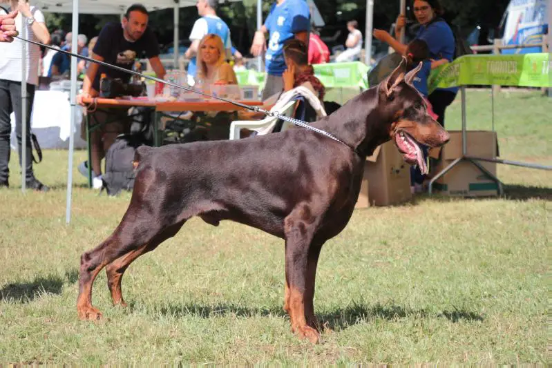 Idc 3rd finish. multi cac, cacib Quint di Caresi