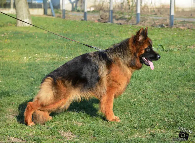 SG Wanta Noster Amicus