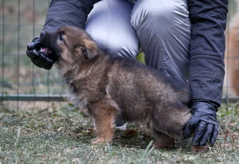 Orion von Roten Blitz