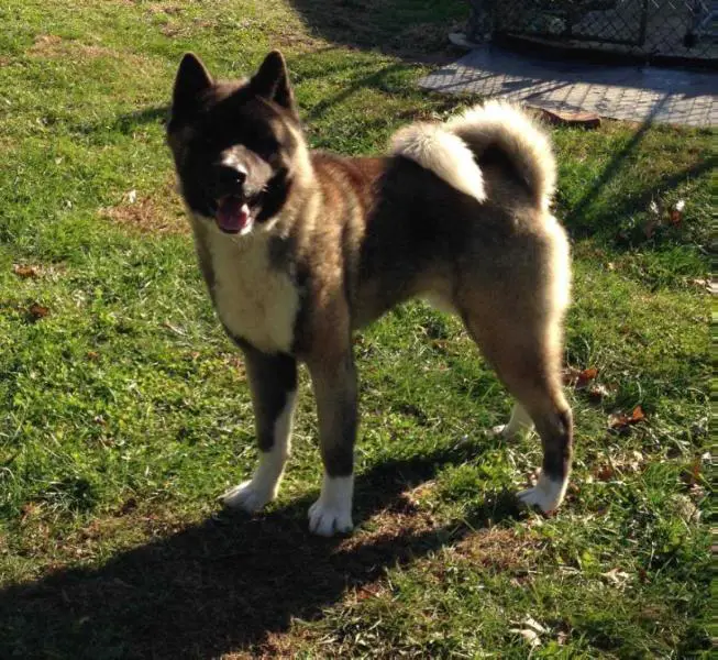 Excel Shu-Ku's Legend Of Awesomeness