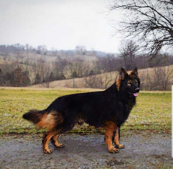 CGC Dodge Rich Von Freedom