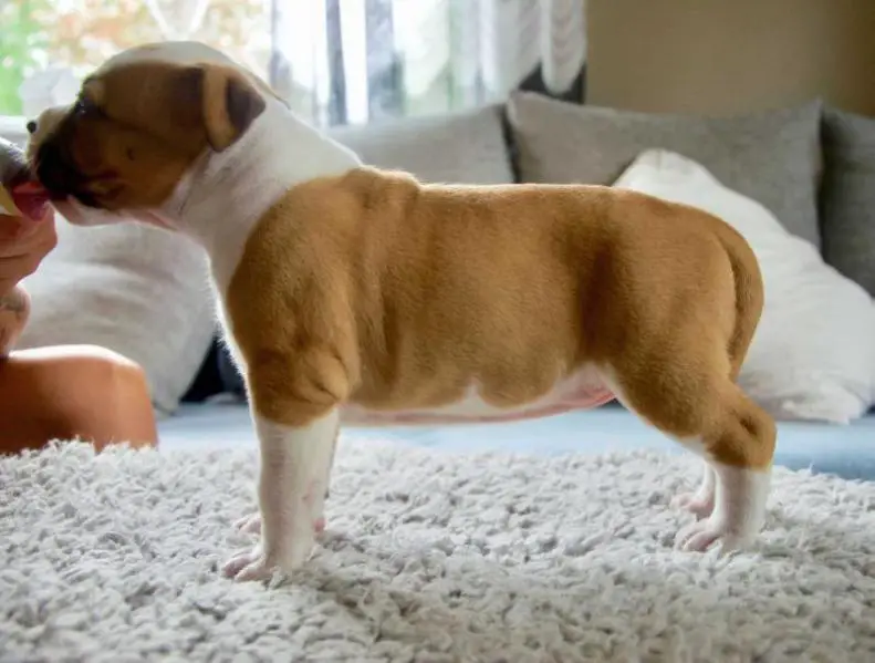 Frankenstyle's Whatsername