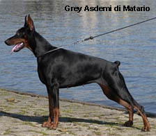 CH Grey Asdemi di Matario