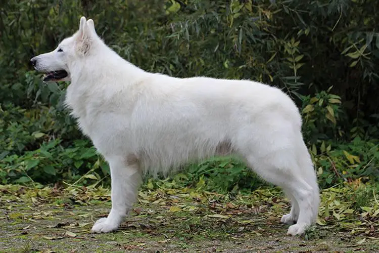 Ixion Black of Haely's Future