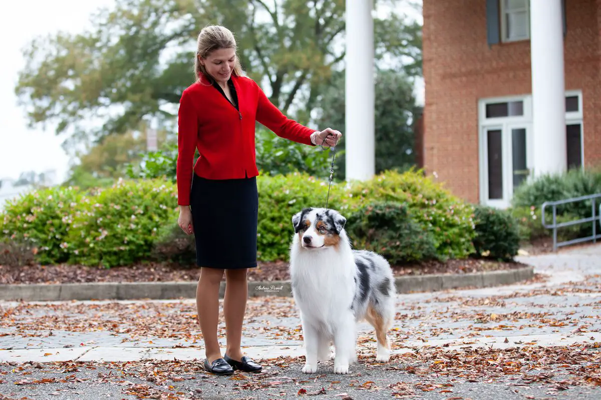 Calabrone Bohemian Rhapsody
