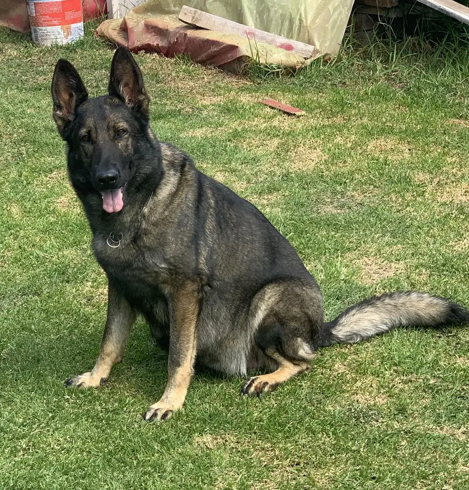 SG OTELA VOM RESPRAHAUS