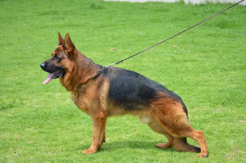 Rusky de Bi Lagun