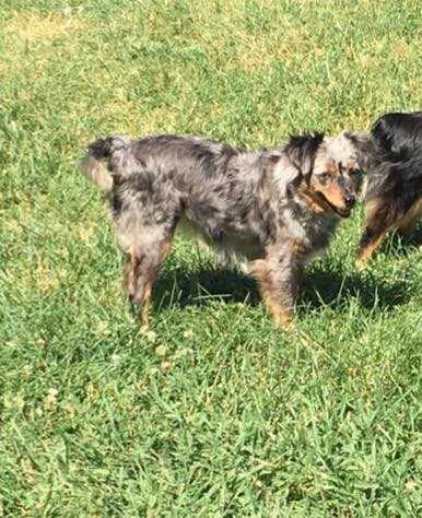 EGr CH. Schnepp's Lil Glowing Ember