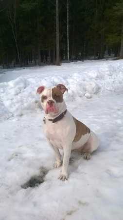 White troppaus Bára