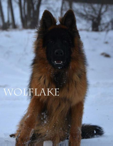 PABLITTO Wolf Lake FCI