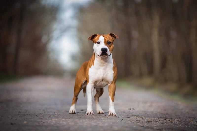 BISS JCH LUX Burning Staff Never Stop Winning