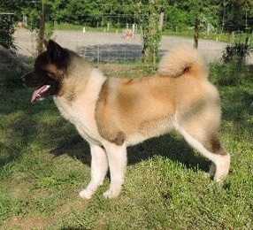 Maverick Marvel'house akitas