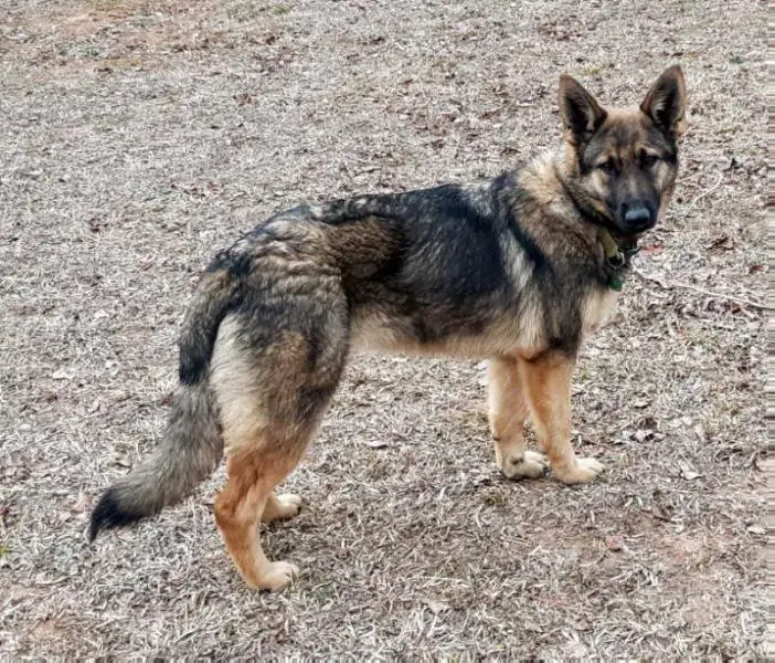 Power-House Penny vom Verruckt Herz