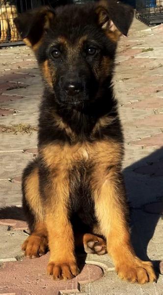 GRETA FON KRISTIN HOF