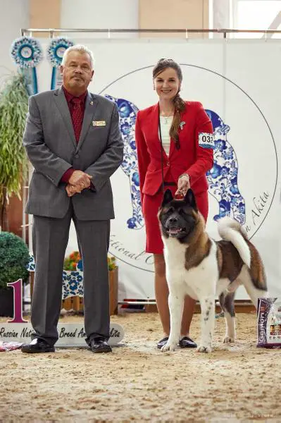 MBIS RUS GCH, RUS/RKF/BLR/LTU/CLUB/IKU/REG CH, RUS JCH Ulfat Iz Donskoy Liberii