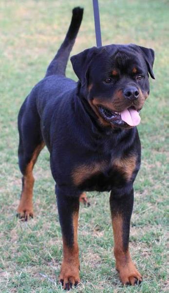 Darkgypsy Jokester Zeus