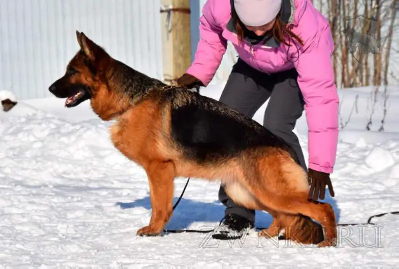 Ch Russia, Ch RKF Zilber Wasserfall YORIKA