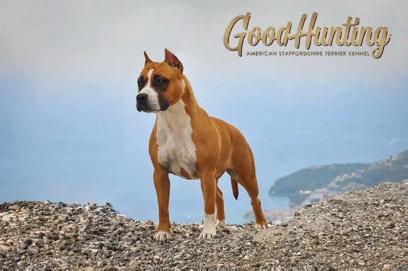 GoodHunting I'm Ideal For You