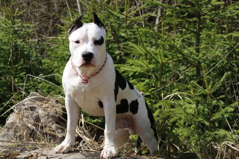 VALTER'STAFF LAND CRUISER