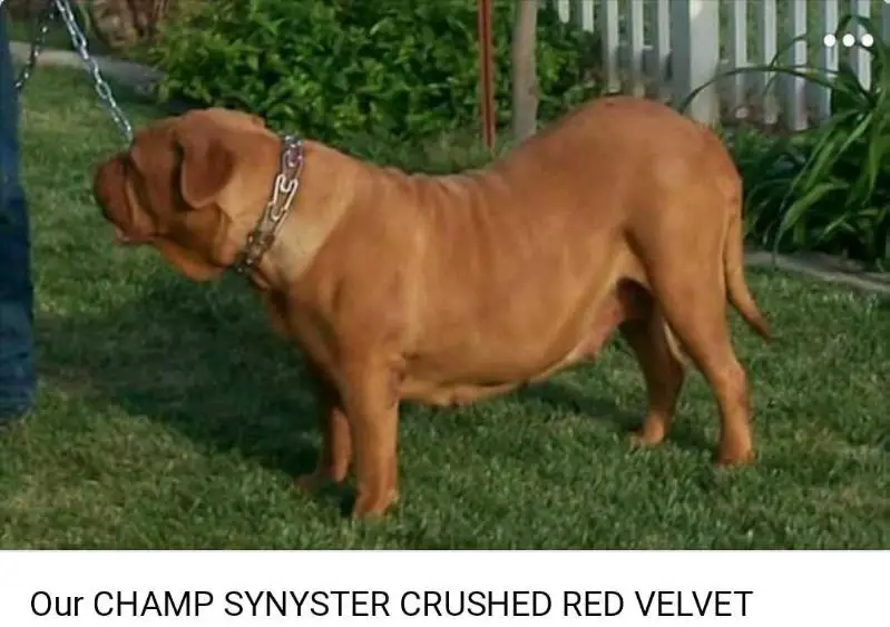 SYNYSTER CRUSHED RED VELVET