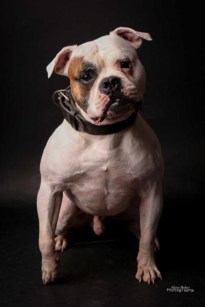 BRBS Valor's Bulldog Mr. Lucky @ RoseBull