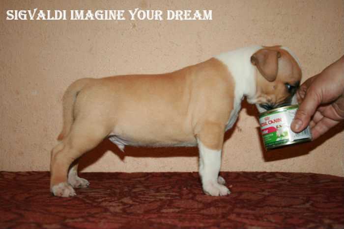 Sigvaldi Imagine your Dream