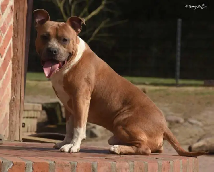 EL PASO from Rebel Flag