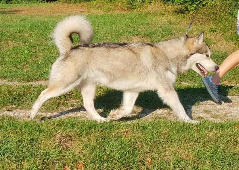 Ms Quinao Nooak Snow Shamanrock