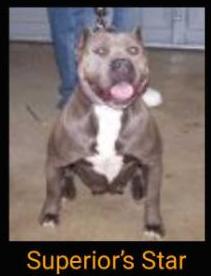 SUPERIOR'S STAR