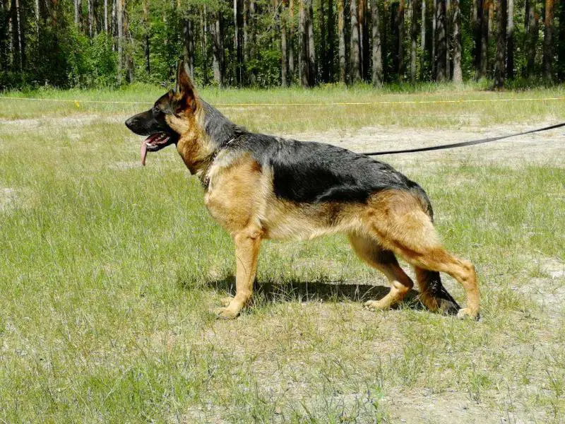 3xCAC, JCAC Meggi Best Rima