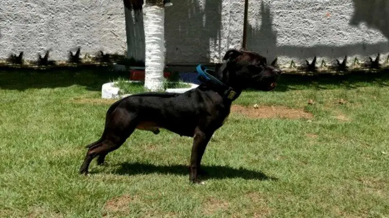 Spock do American Lopes