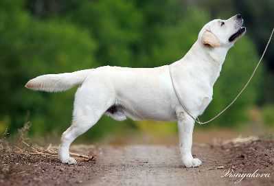 Libra D’or Double Jameson Old Limited