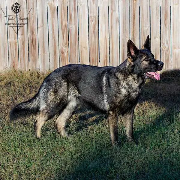 Leafield Black Angel