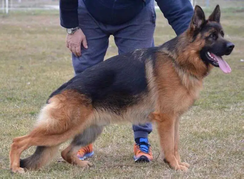 SG Bogart de La Madonina