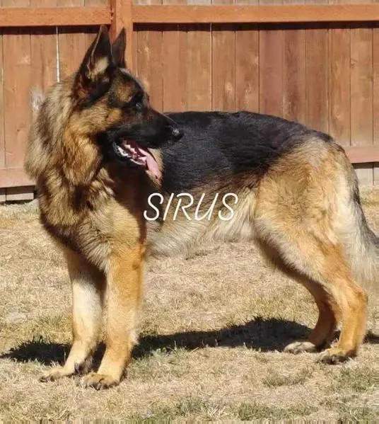 Isaac Von Schatz-Tal Sirus The Great