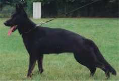 Bella von der Ponderosa